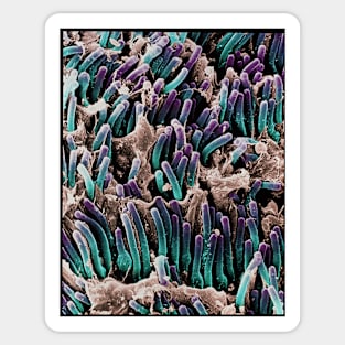 Coloured SEM of rod cells in the retina of the eye (P424/0124) Sticker